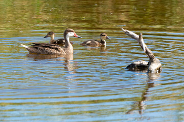 Canard des Bahamas, immature, femelle,.Anas bahamensis, White cheeked Pintail, Réserve naturelle, Ile de Saint Martin, Petite Antilles