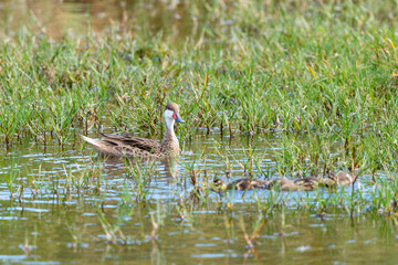 Canard des Bahamas, immature, femelle,.Anas bahamensis, White cheeked Pintail, Réserve naturelle, Ile de Saint Martin, Petite Antilles