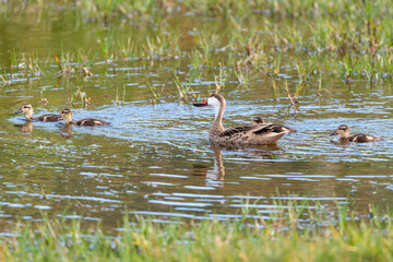 Canard des Bahamas, immature, femelle,.Anas bahamensis, White cheeked Pintail, Réserve naturelle, Ile de Saint Martin, Petite Antilles
