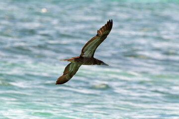 Fou brun,.Sula leucogaster, Brown Booby, Ile de Saint Martin, Petites Antilles