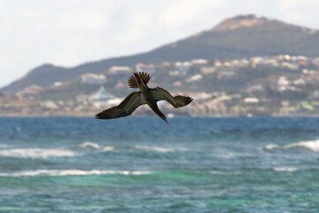 Fou brun,.Sula leucogaster, Brown Booby, Ile de Saint Martin, Petites Antilles