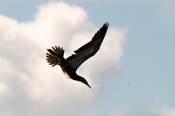 Fou brun,.Sula leucogaster, Brown Booby, Ile de Saint Martin, Petites Antilles