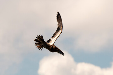 Fou brun,.Sula leucogaster, Brown Booby, Ile de Saint Martin, Petites Antilles