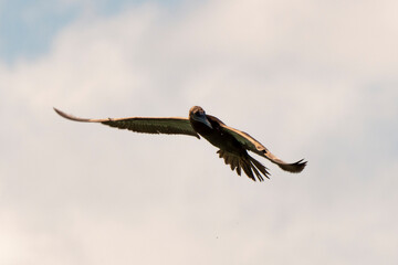 Fou brun,.Sula leucogaster, Brown Booby, Ile de Saint Martin, Petites Antilles