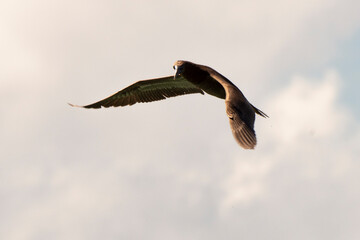 Fou brun,.Sula leucogaster, Brown Booby, Ile de Saint Martin, Petites Antilles