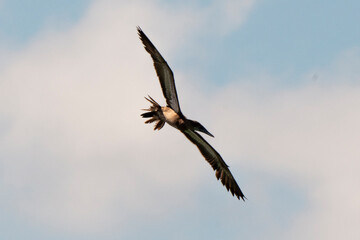 Fou brun,.Sula leucogaster, Brown Booby, Ile de Saint Martin, Petites Antilles