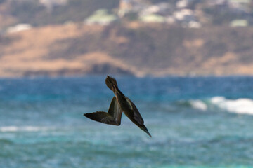 Fou brun,.Sula leucogaster, Brown Booby, Ile de Saint Martin, Petites Antilles