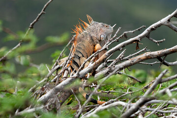 Iguane vert , Iguane commun, Iguana iguana