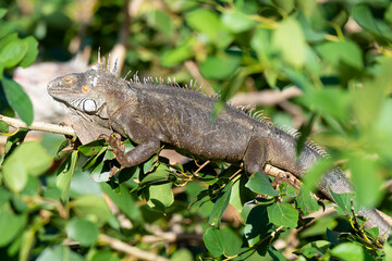Iguane vert , Iguane commun, Iguana iguana