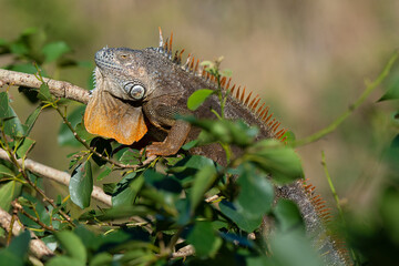 Iguane vert , Iguane commun, Iguana iguana