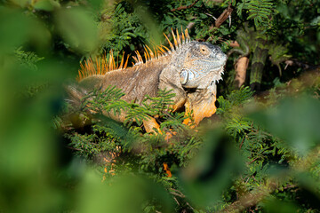 Iguane vert , Iguane commun, Iguana iguana