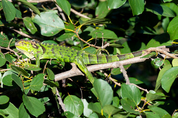 Iguane vert , Iguane commun, Iguana iguana