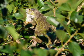 Iguane vert , Iguane commun, Iguana iguana