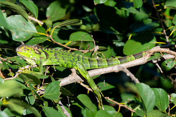 Iguane vert , Iguane commun, Iguana iguana