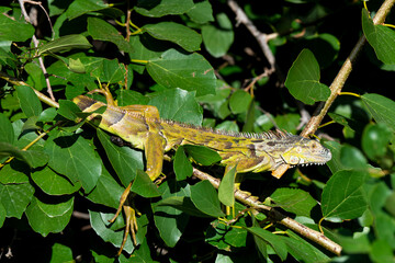 Iguane vert , Iguane commun, Iguana iguana