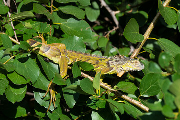 Iguane vert , Iguane commun, Iguana iguana