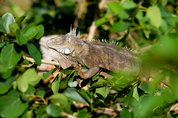 Iguane vert , Iguane commun, Iguana iguana