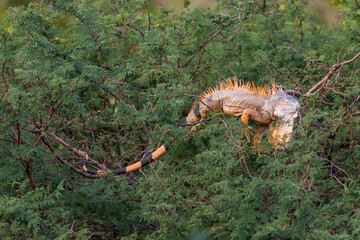 Iguane vert , Iguane commun, Iguana iguana