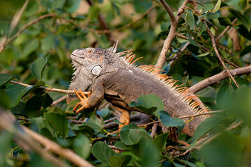 Iguane vert , Iguane commun, Iguana iguana