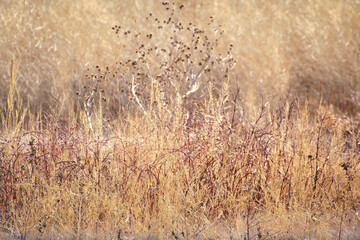 Wetland grass and reeds makes for a beautiful background