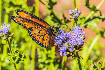 Orange Brown Queen Butterfly Blue Billygoat Weed