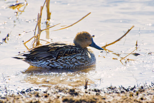 Female Northern Pintail duck floating in a wetland pond..