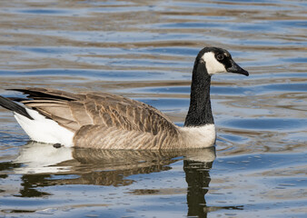 canadian goose on the water