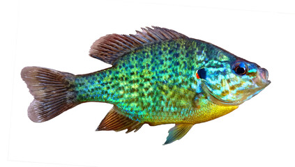 Fototapeta premium Sunfish Pumpkinseed Bream Lepomis gibbosus - colorful freshwater fish