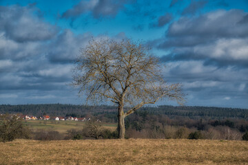 Ein frei stehender kahler Obstbaum im Frühjahr mit einem Dorf im Hintergrund und blauem Himmel mit...