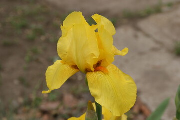 Bearded iris in the garden. 