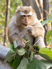 Closeup portrait of a Cheeky Monkey with big eyes taken at Koarang Hill Phuket Thailand