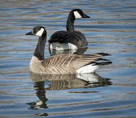 Obraz premium canadian geese on the water