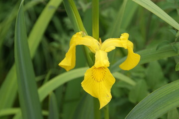 Bearded iris in the garden. 