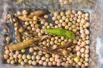 Obraz premium yellow pea seeds lie with dry pods in a box