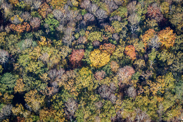 vue a&eacute;rienne d'une for&ecirc;t &agrave; l'automne &agrave; l'Isle-Adam dans le Val d'Oise en France