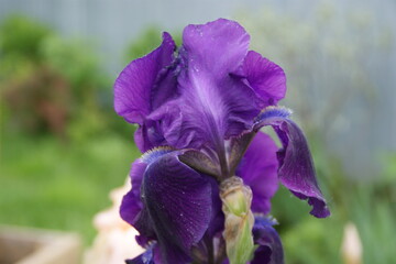 Bearded iris in the garden. 