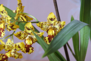 Orchid flowers are blooming. 