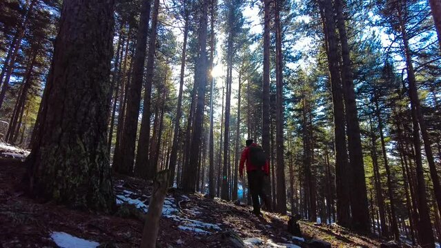 Camper man with backpack walking towards the sun coming through the trees in the forest in winte