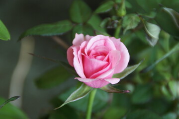 Garden flowers 