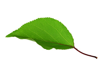 Apricot leaf isolated on a white background.