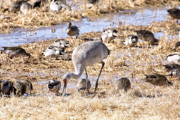 Sandhill crane along with an assortment of ducks foraging next to a wetland pond in the Bosque del Apache National Wildlife Refuge, new mexico