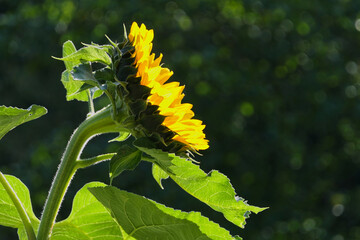 Naklejka premium Eine mit Sonnenlicht durchflutete Sonnenblume in seitlicher Ansicht