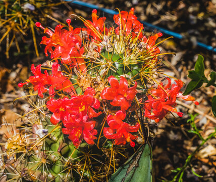 Red Blossoms Small Cactus Blooming Macro