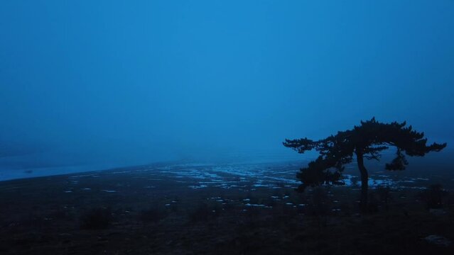 silhouette tree in fog at sunset in winter