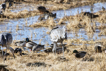 Sandhill crane along with an assortment of ducks foraging next to a wetland pond in the Bosque del Apache National Wildlife Refuge, new mexico
