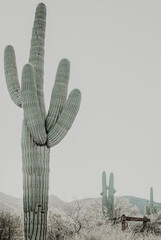 Saguaro cactus in the desert - obrazy, fototapety, plakaty