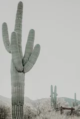 Keuken foto achterwand Cactus Saguaro-cactus in de woestijn