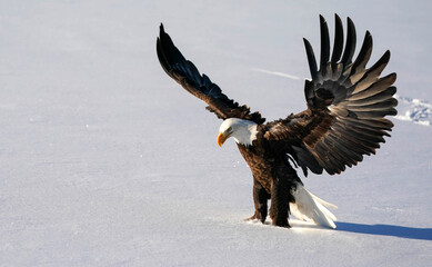 American Bald Eagle - Snow