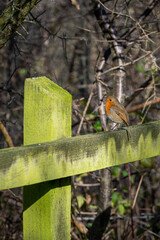 European robin, erithacus rubecula, perched on a moss fence post in winter