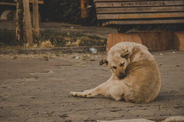 street dog, a dog in a film